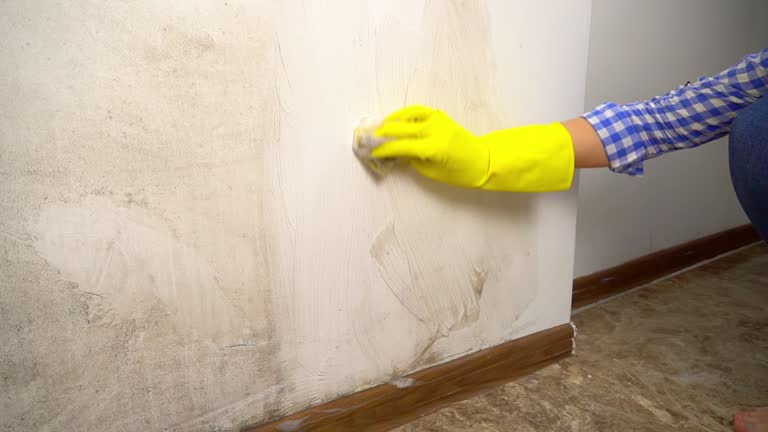 Farmington, MI Mold Removal Company